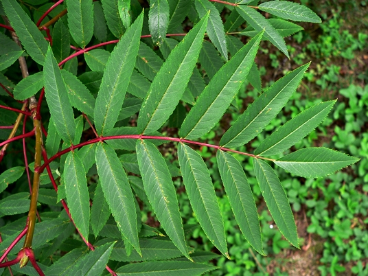 {Sorbus americana}